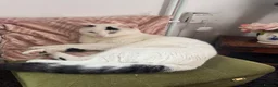 Mixed Breed cats for sale: Two cats together  in Newport - Advert 3