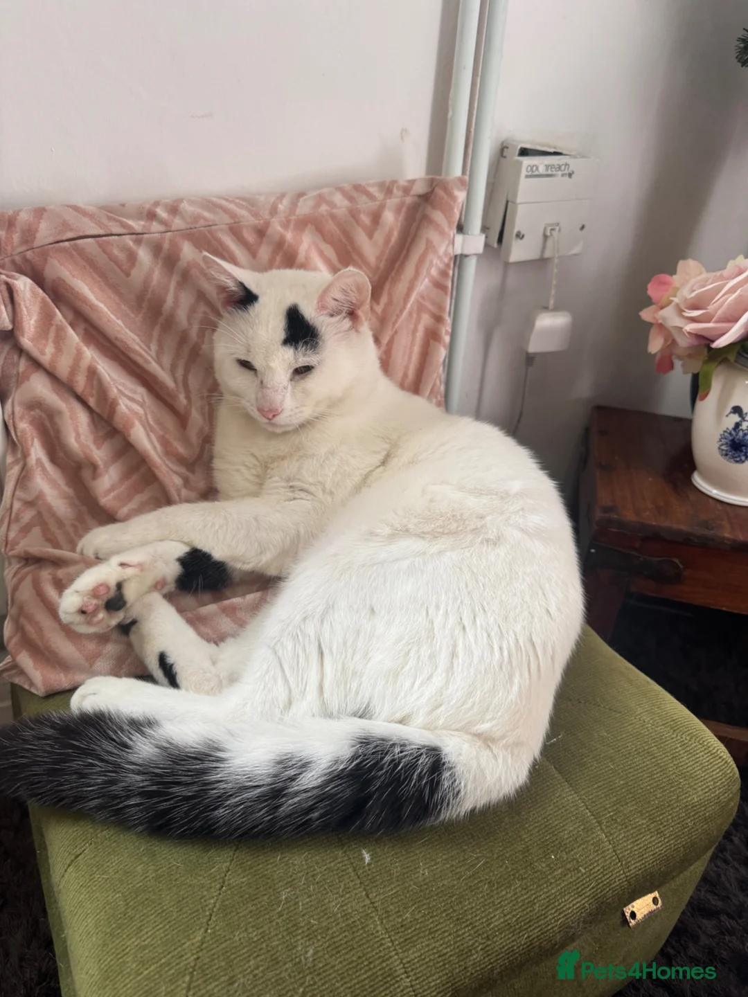 Mixed Breed cats for sale: Two cats together  in Newport - Advert 3