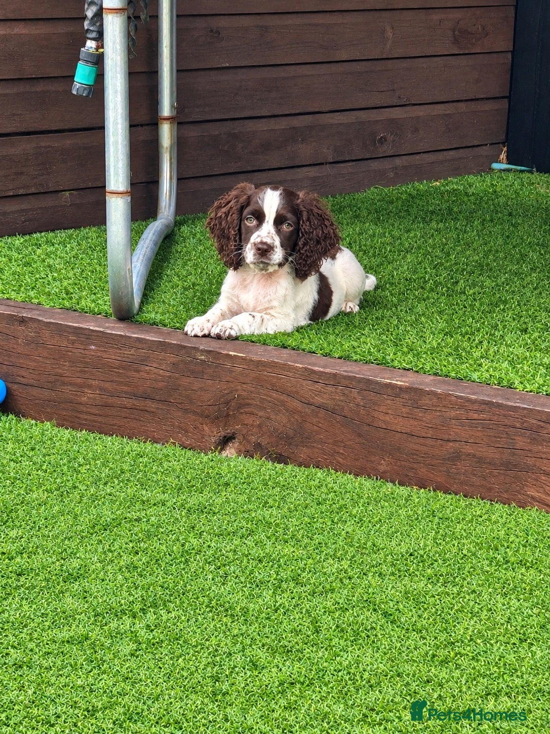Cocker Spaniel dogs for sale: 12 weeks cocker spaniel  - Advert 18