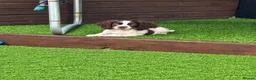 Cocker Spaniel dogs for sale: 12 weeks cocker spaniel  - Advert 1