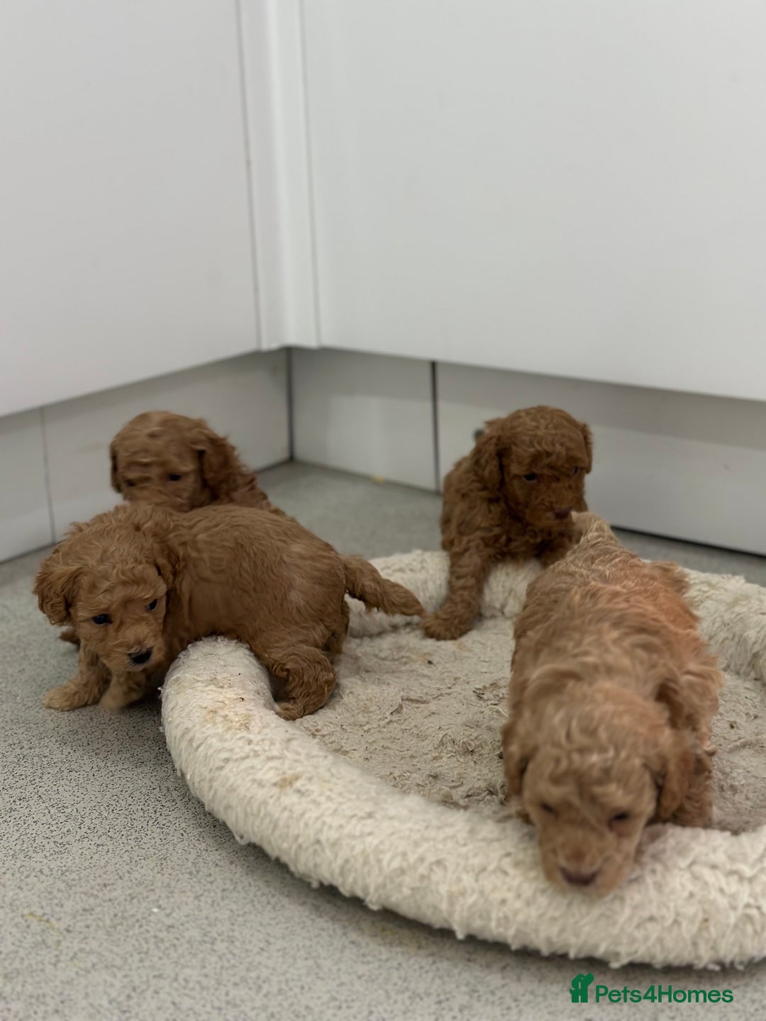 Toy Poodle dogs for sale: Tiny toy poodle boys  - Advert 7