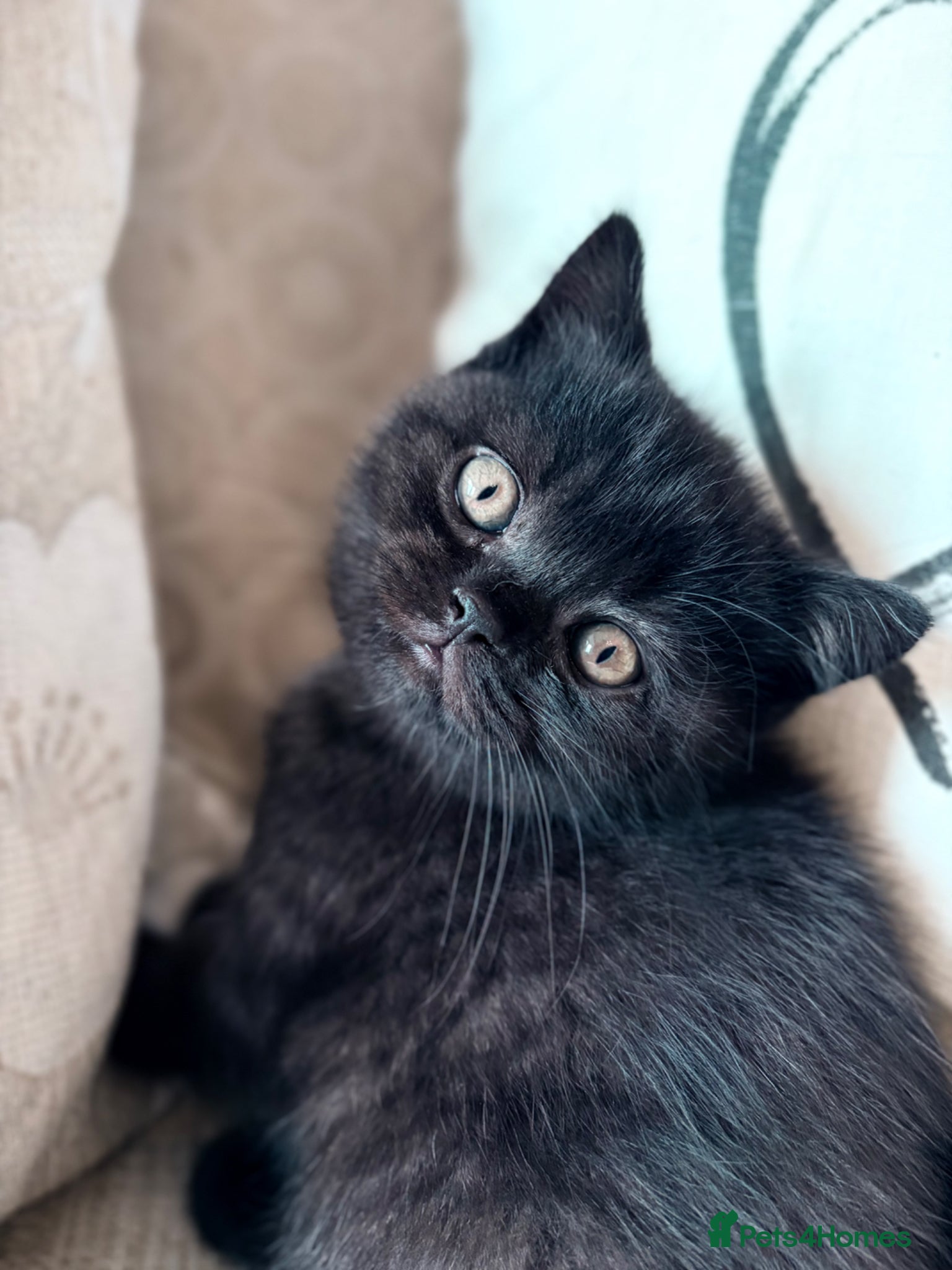 British Shorthair cats Pedigree British Shorthair Kittens- Champion Lines - Advert 1