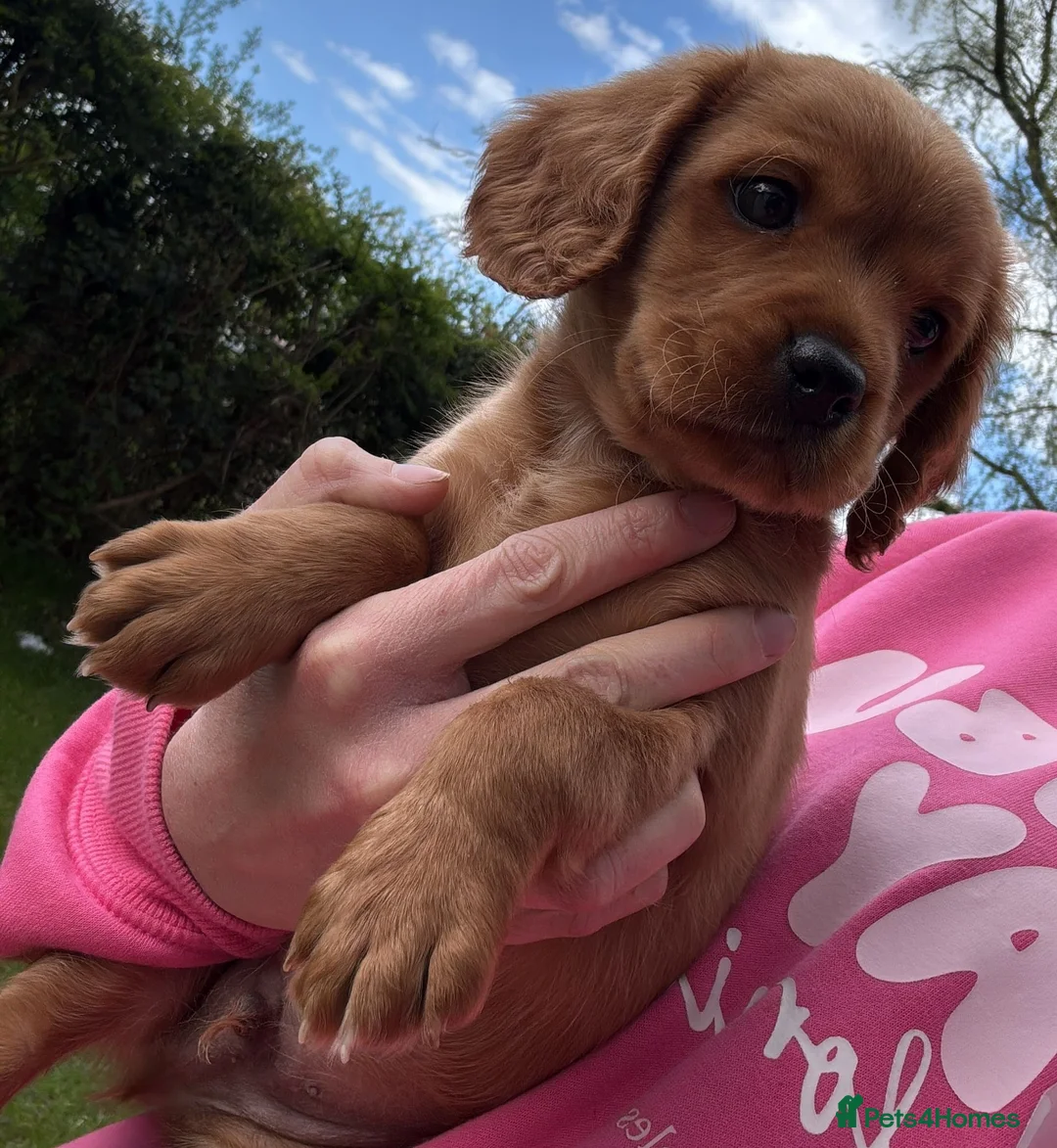 Mixed Breed dogs for sale: Cavador  in Stoke-on-Trent - Advert 2