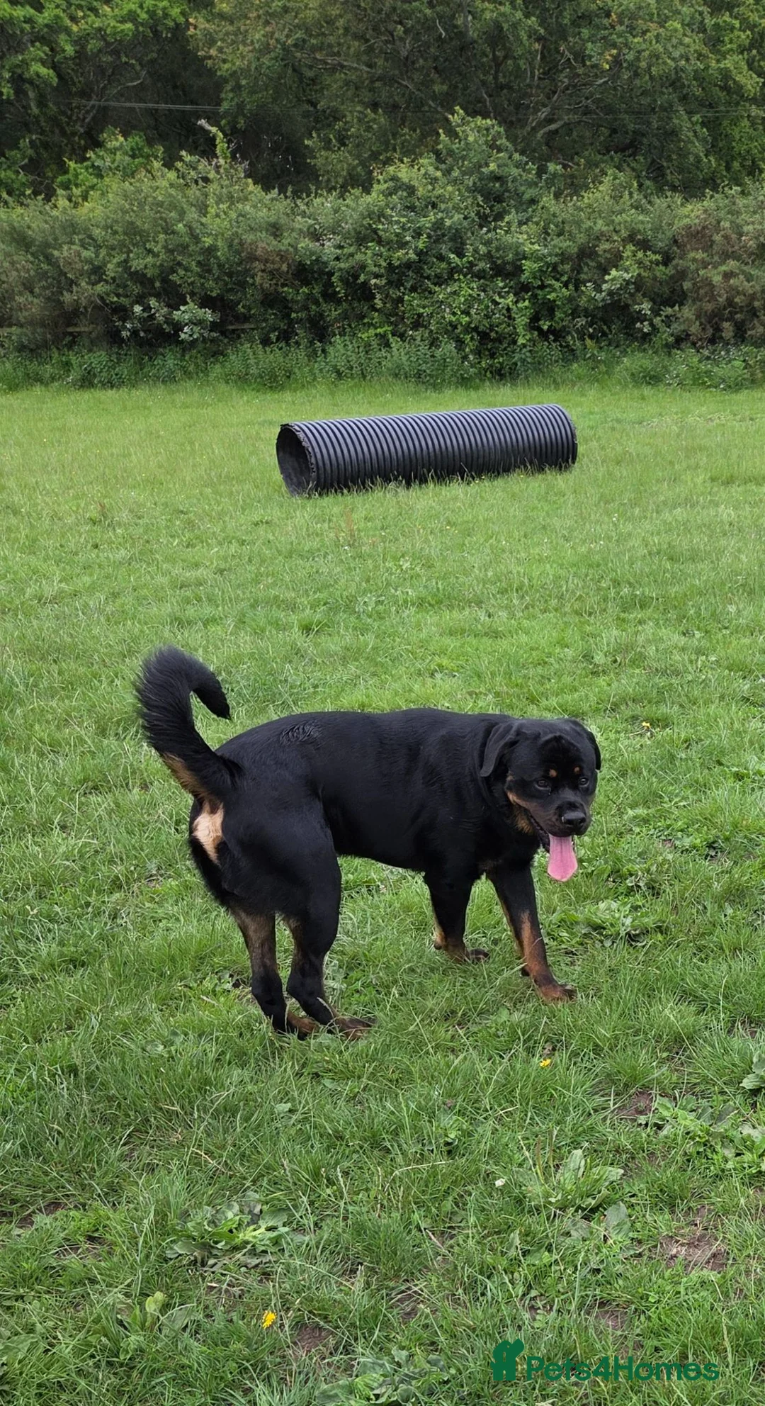Rottweiler dogs for sale: Beautiful Rottweiler for sale  - Advert 2
