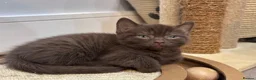 British Shorthair cats for sale: British shorthair blue /Adorable kittens  - Advert 14