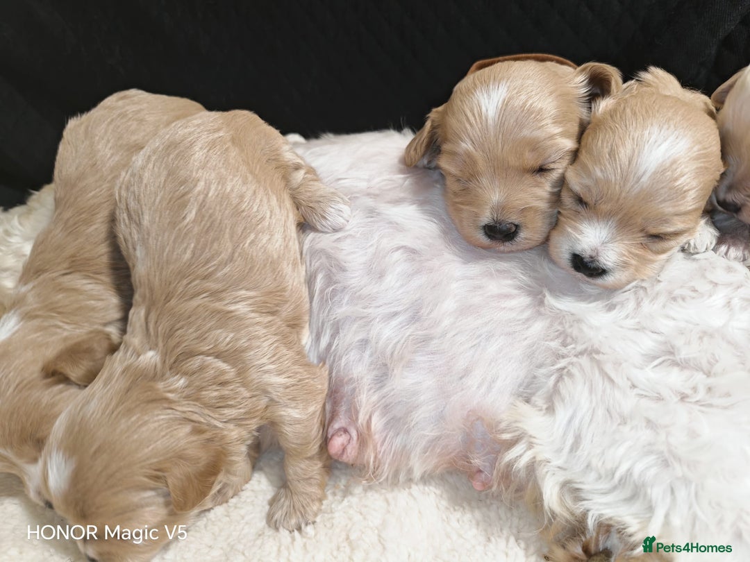 Maltipoo dogs for sale: Miniature Maltipoo Ready to leave soon - Advert 16