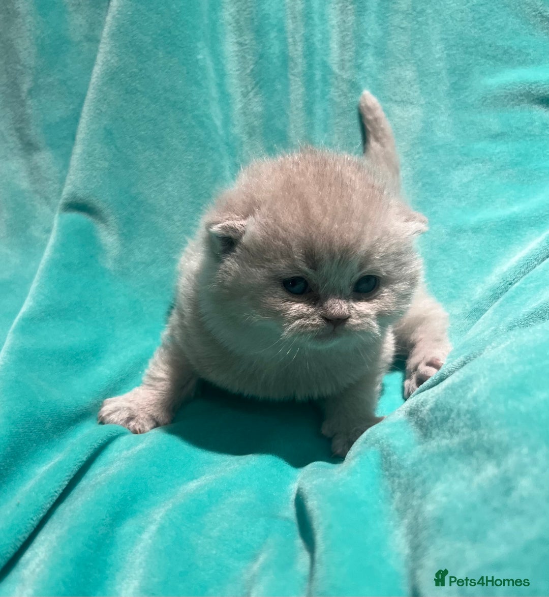 British Shorthair cats for sale: Gorgeous 4 week old health tested BSH - Advert 2