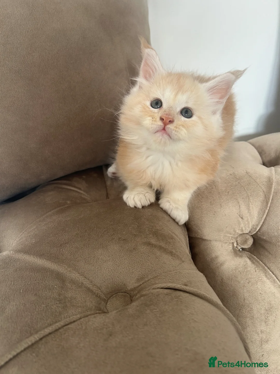 Maine Coon cats for sale: MaineCoon kittens in London - Advert 17