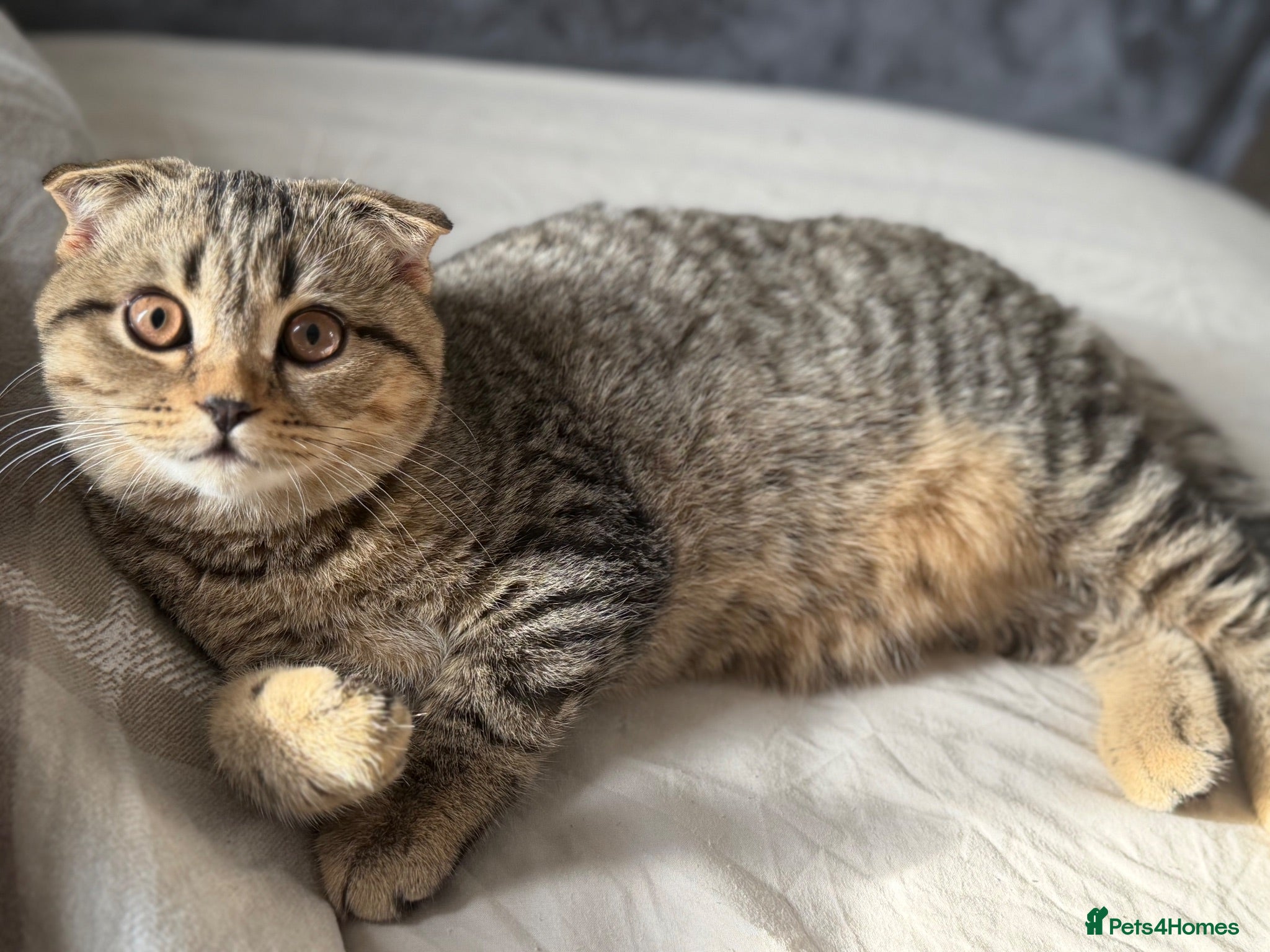 Scottish Fold cats Beautiful Scottish Fold & Straight Female Kittens - Advert 2
