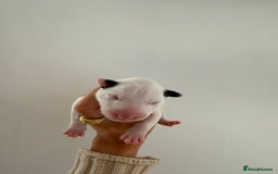 English Bull Terrier dogs for sale: Champion line EBT Puppies - Image 10