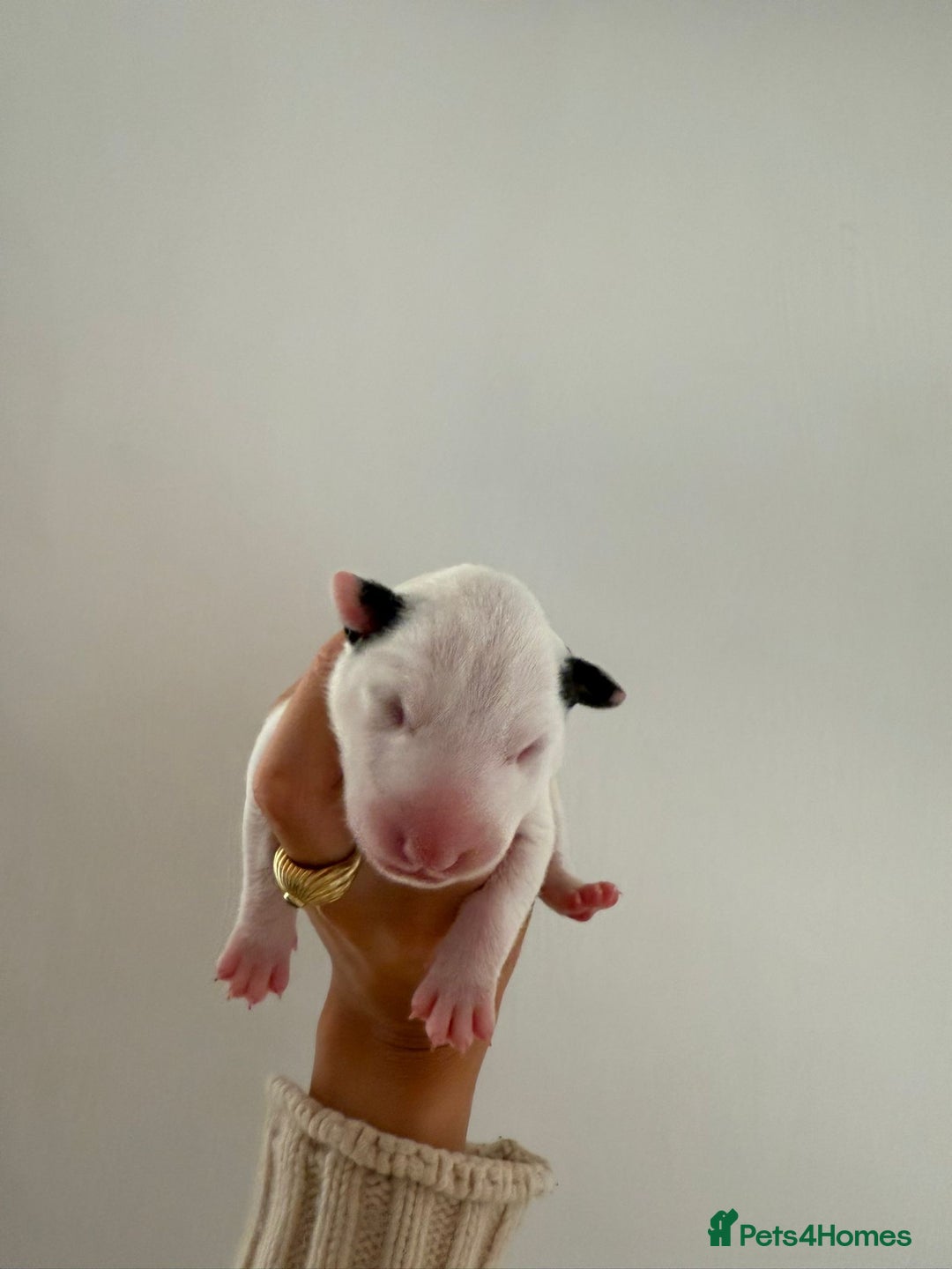 English Bull Terrier dogs for sale: Champion line EBT Puppies - Image 10