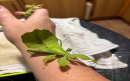 Praying Mantis invertebrates for sale: Mixed inverts mantis and more - Advert 11