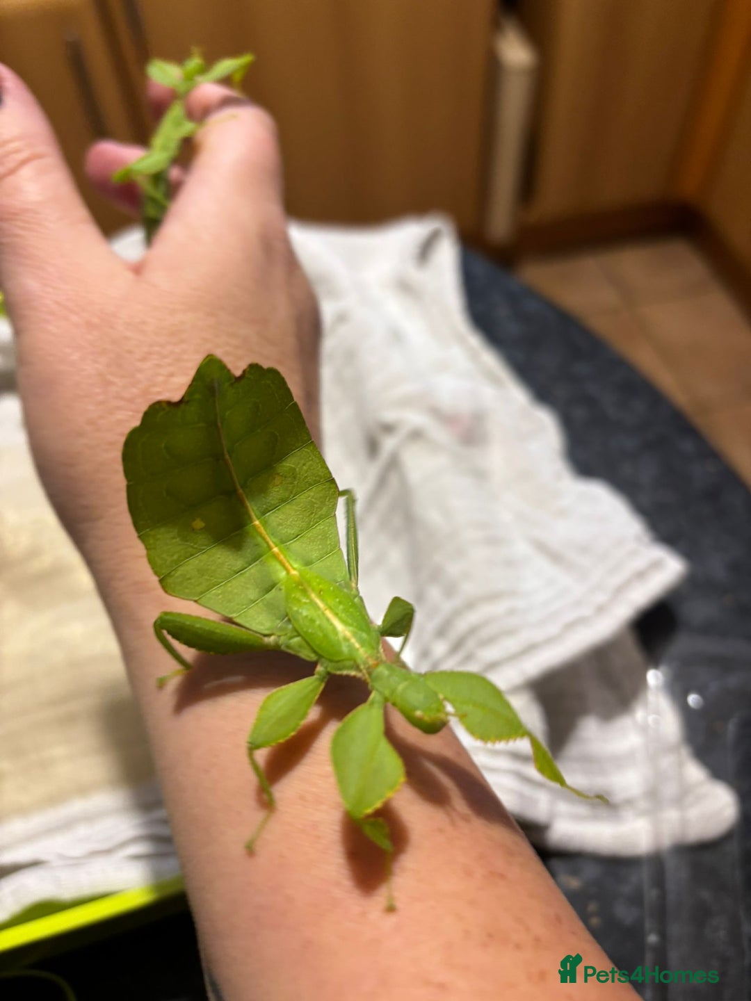 Praying Mantis invertebrates for sale: Mixed inverts mantis and more - Advert 11