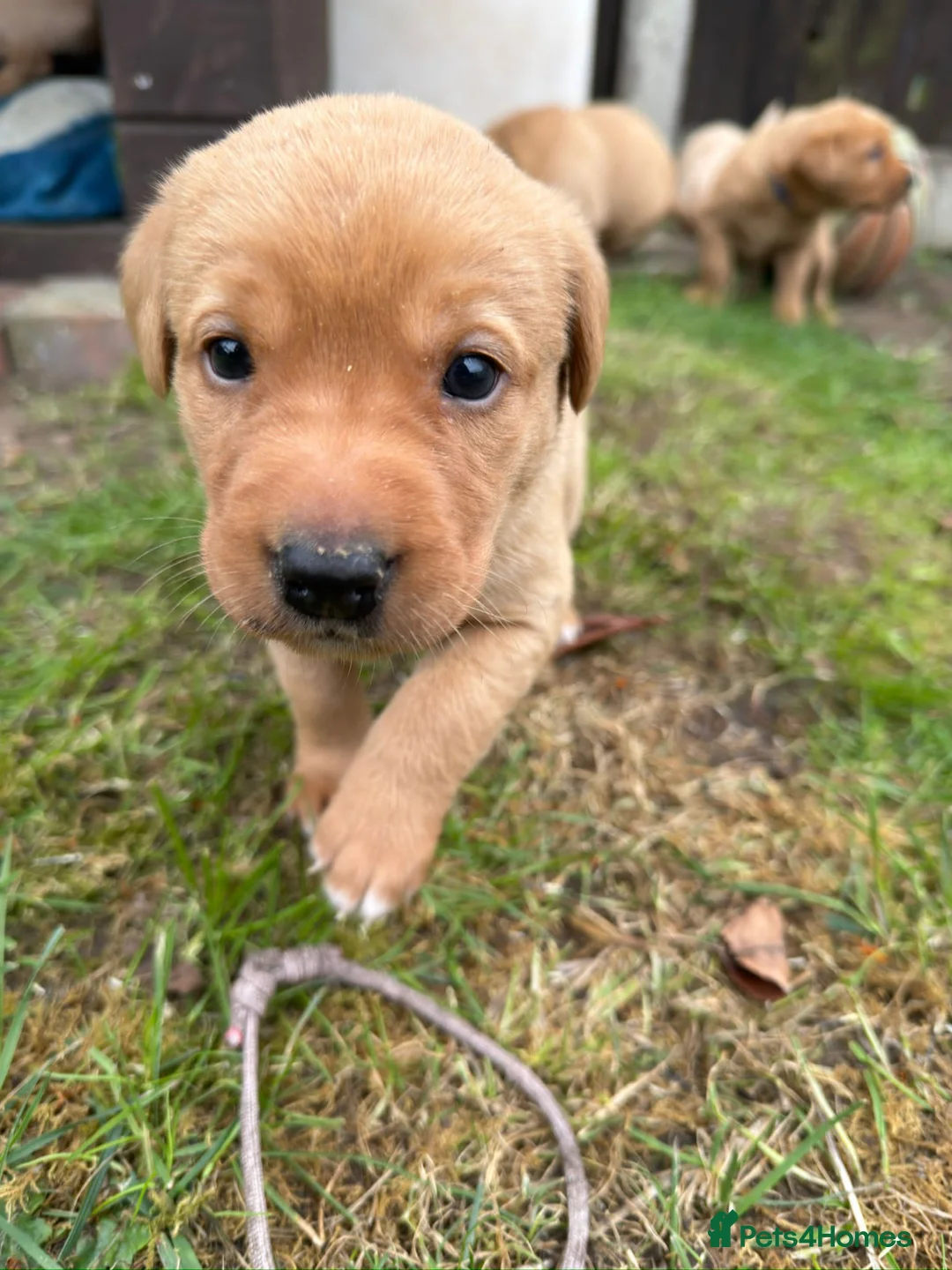 Labrador Retriever dogs for sale: Labrador retriever KC registered puppies in Norwich - Advert 19