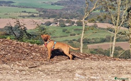 Labrador Retriever dogs for sale: Labrador puppies  - Image 12