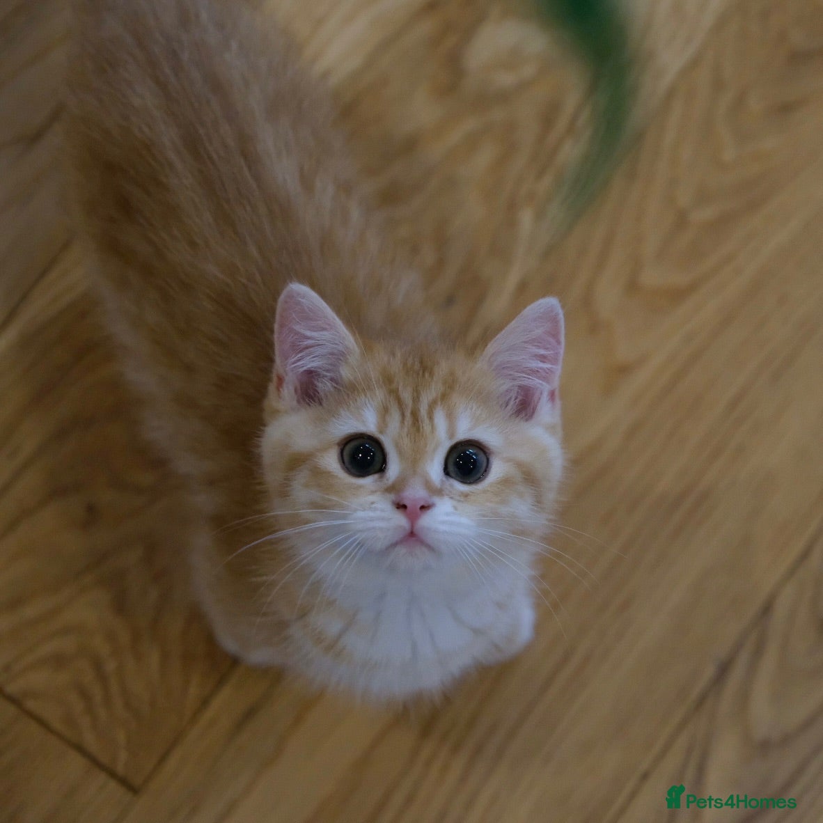 British Shorthair cats Ready Now! British Shorthair Golden Boys TICA REG - Advert 2