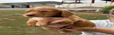 Cocker Spaniel 2