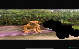 Rhodesian Ridgeback dogs for stud: Stud Rhodesian Ridgeback Stanley.  - Image 4