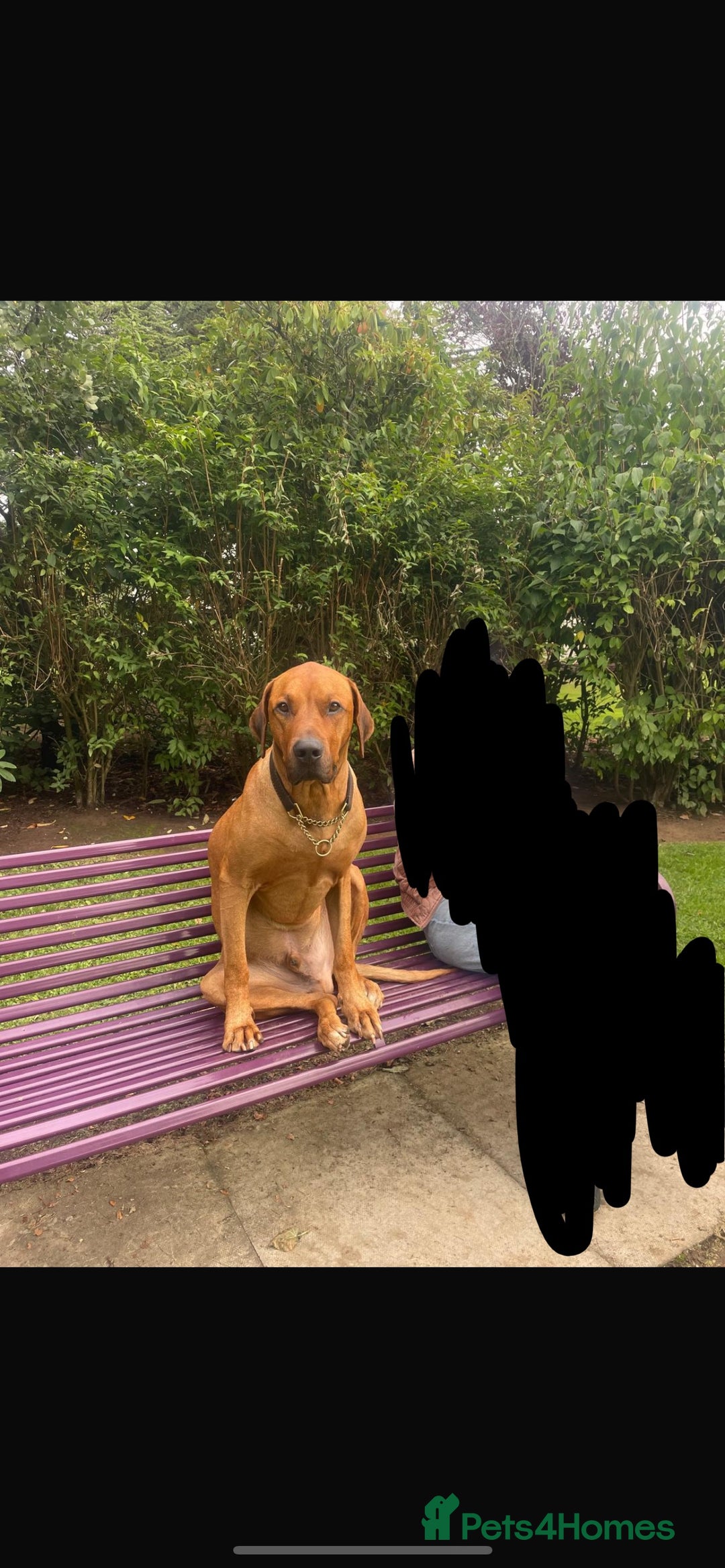 Rhodesian Ridgeback dogs for stud: Stud Rhodesian Ridgeback Stanley.  - Image 4