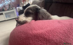Cocker Spaniel dogs for sale: 2 Male Merle Cocker Spaniels - Image 3