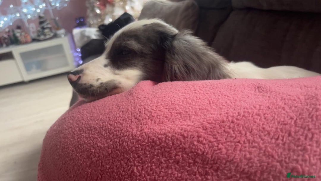 Cocker Spaniel dogs for sale: 2 Male Merle Cocker Spaniels - Image 3