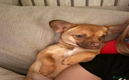 Mixed Breed dogs for sale: Chihuahua cross French bulldog  - Image 3