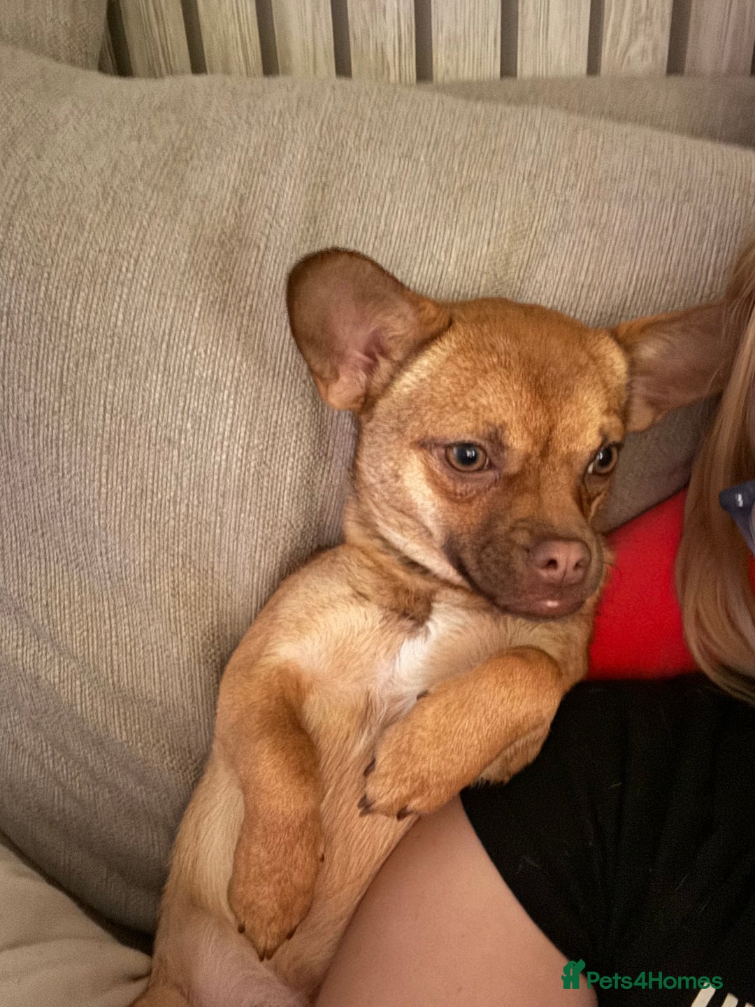 Mixed Breed dogs for sale: Chihuahua cross French bulldog  - Image 3