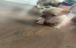 French Bulldog dogs for sale: Brindle & Fawn French Bulldog Puppies - Image 11