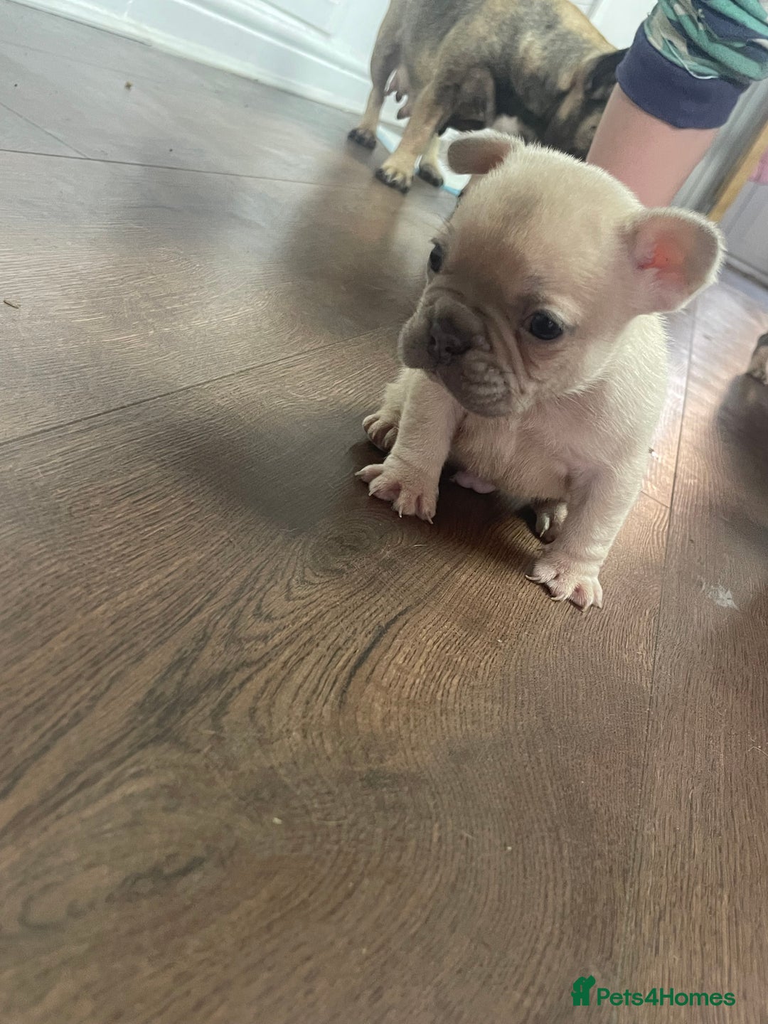 French Bulldog dogs for sale: Brindle & Fawn French Bulldog Puppies - Image 11