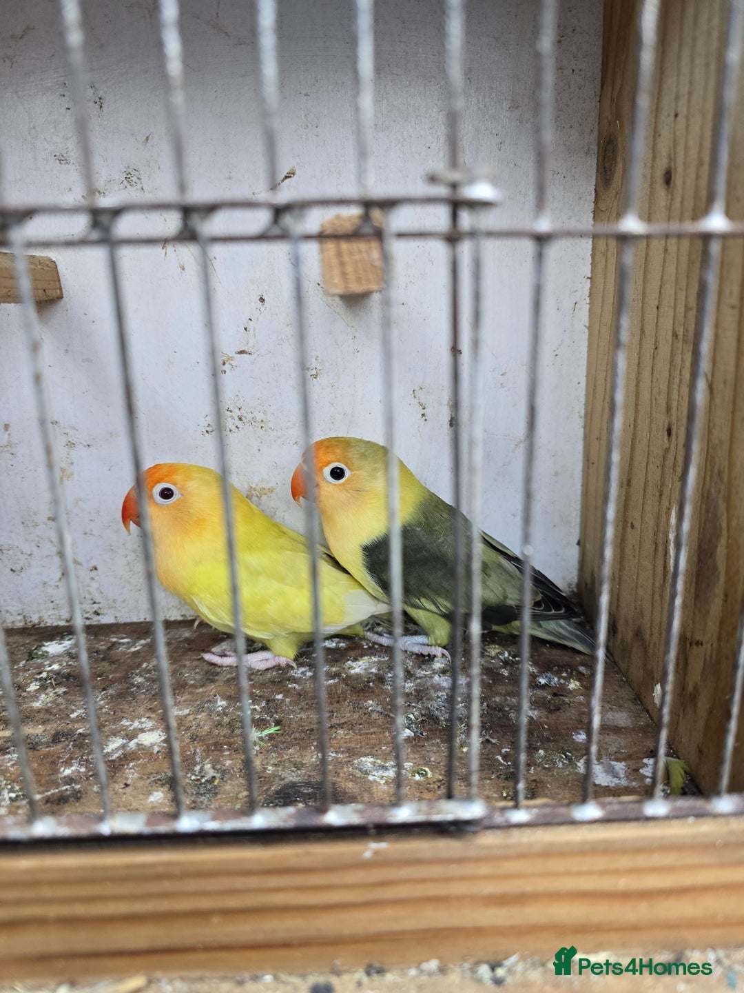 Lovebirds birds for sale: Love birds - Advert 2