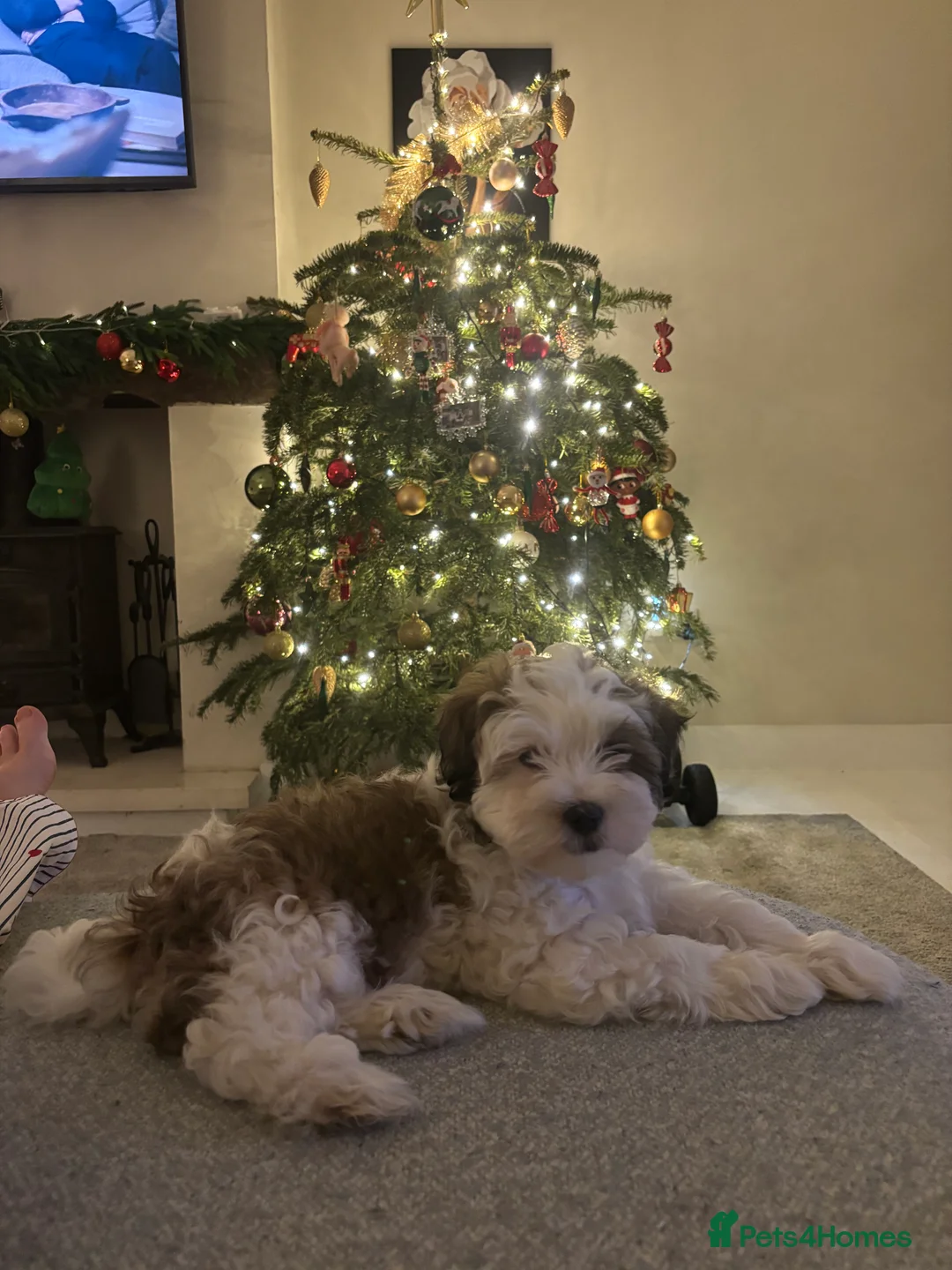 Mixed Breed dogs for sale: Malshipoo Puppy looking for his forever home - Advert 3