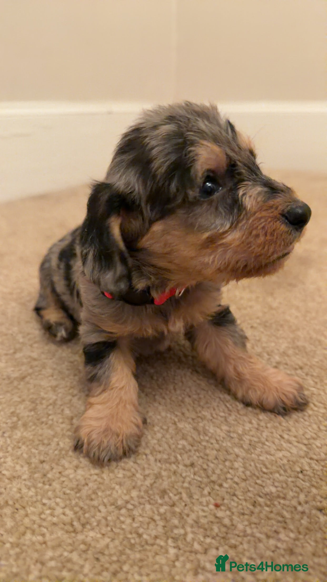 Mixed Breed dogs Miniature Doxiepoos  - Advert 17