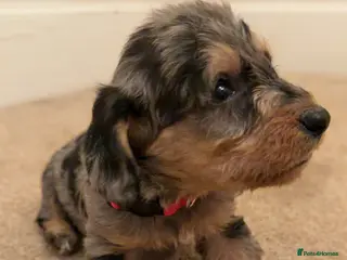 Mixed Breed dogs Miniature Doxiepoos - Advert 17