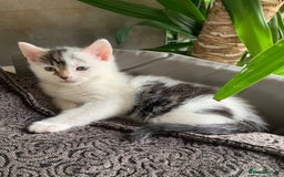 British Shorthair cats for sale: Gorgeous Kittens  - Image 24