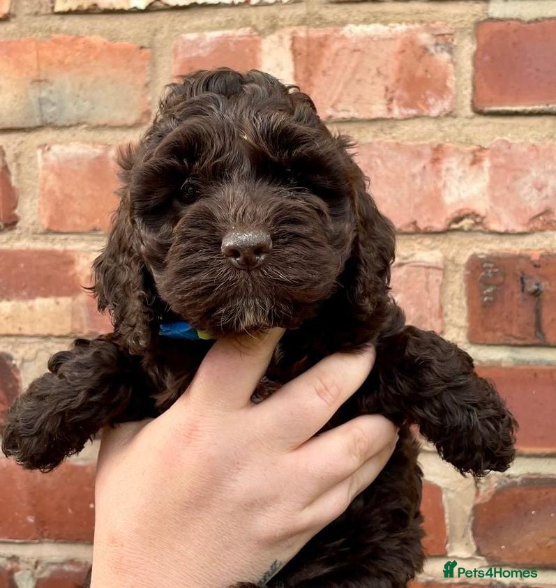 Cockapoo dogs BEAUTIFUL LITTER OF HEALTH TESTED COCKAPOOS 🩷 - Advert 1