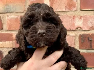 Cockapoo dogs Cockapoo puppies ready 2 weeks 🩷 - Advert 4