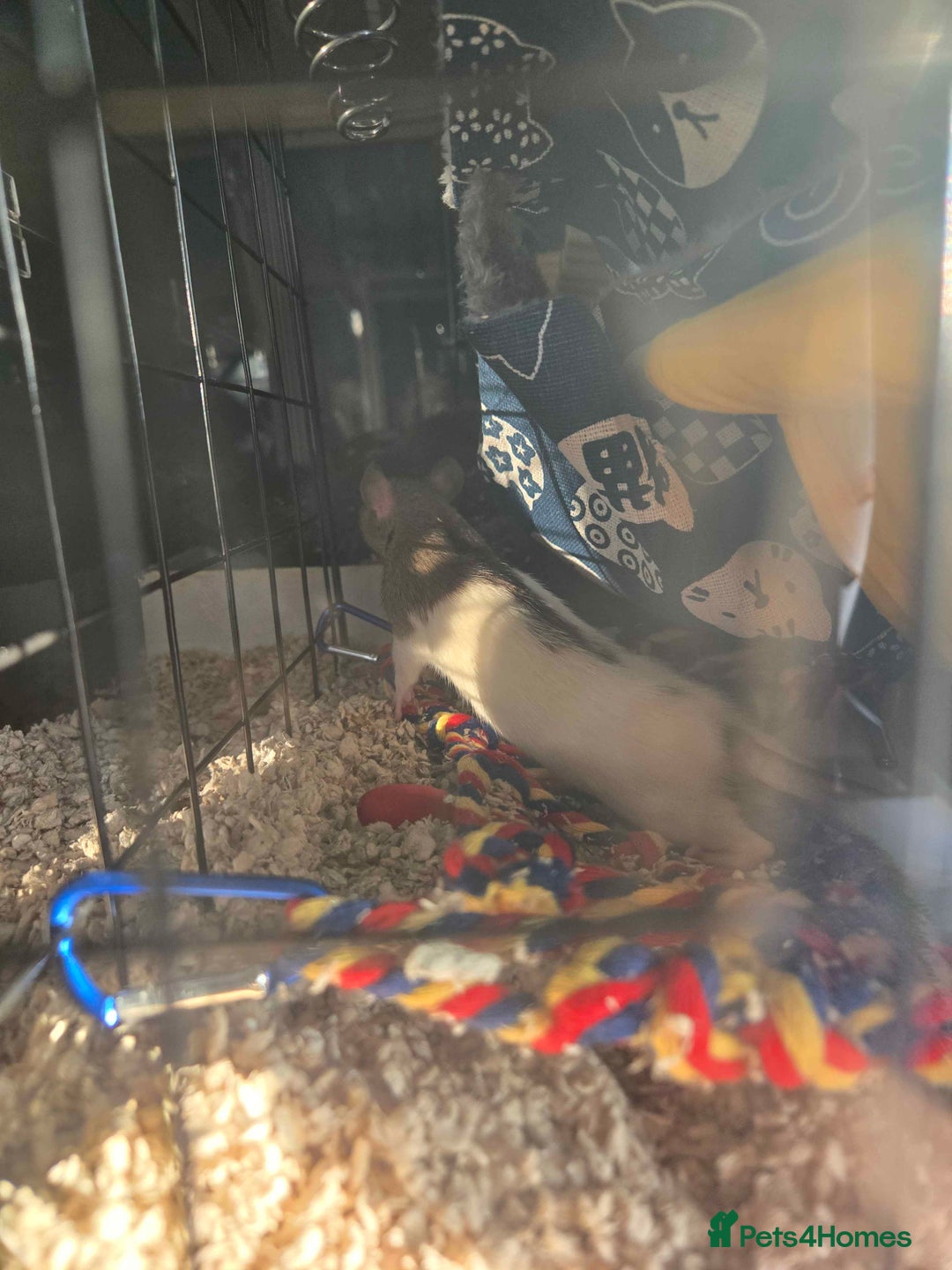 Rat rodents for sale: 2 female rats for rehoming - Advert 4