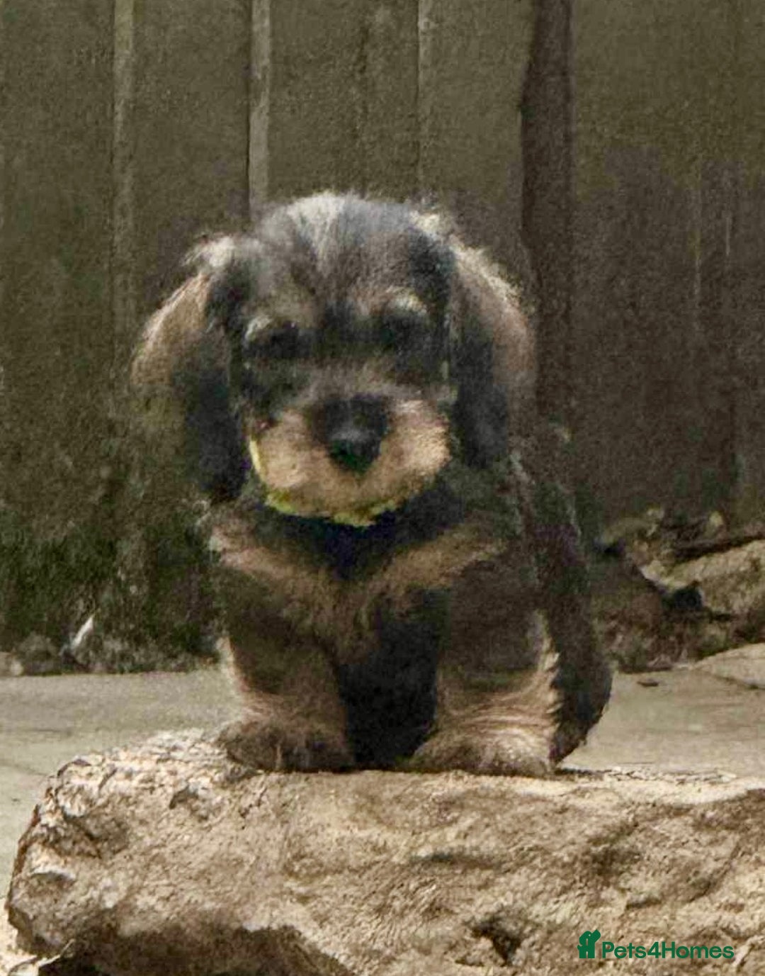 Dachshund dogs for sale: Standard wirehaired (Teckels)  - Image 12
