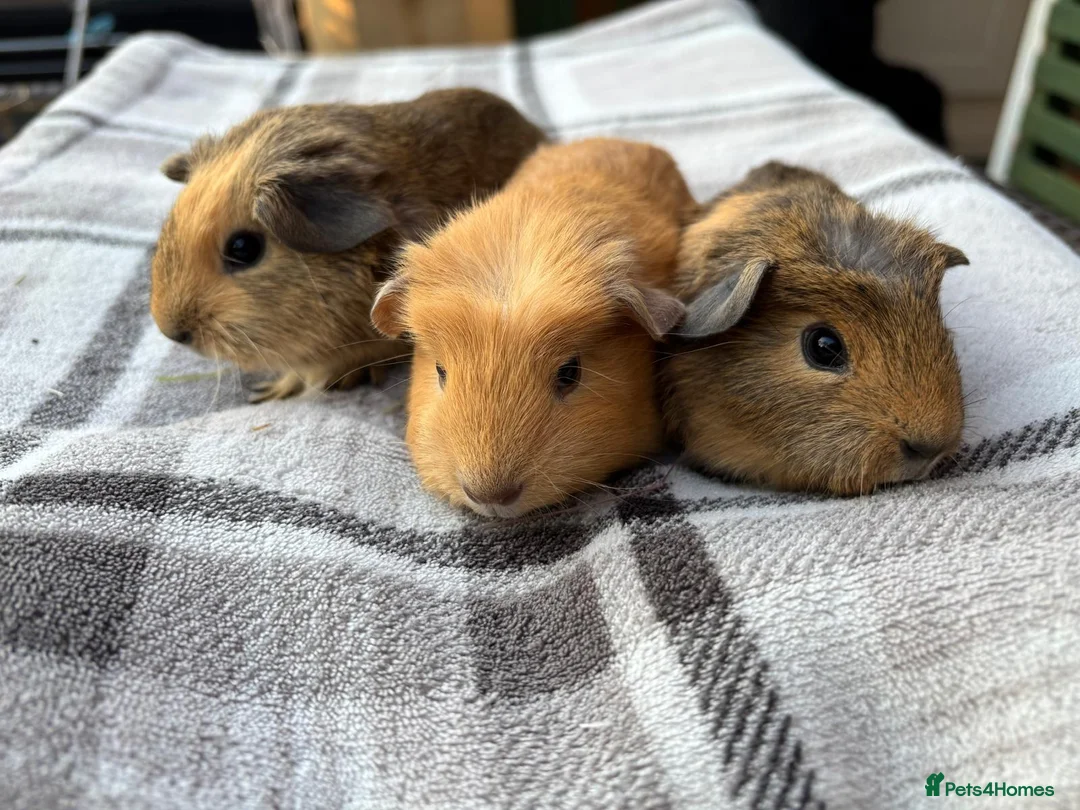 Guinea Pig rodents for sale: Three well handled bonded brother guinea pigs! - Advert 3