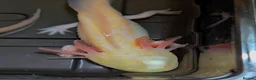 Axolotl reptiles for sale: Beautiful hypo baby Axolotls available last few  - Advert 5