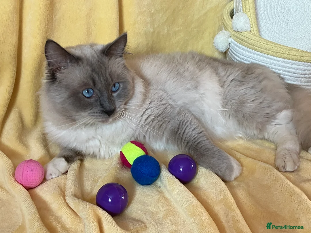 Ragdoll cats for stud: Ragdoll🏆Champion Bloodline 5GEN-Pedigree GCCF🌟💎 in Solihull - Advert 4