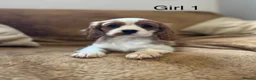 Cavalier King Charles Spaniel dogs for sale: Beautiful Cavalier King Charles Spaniel puppies - Advert 9