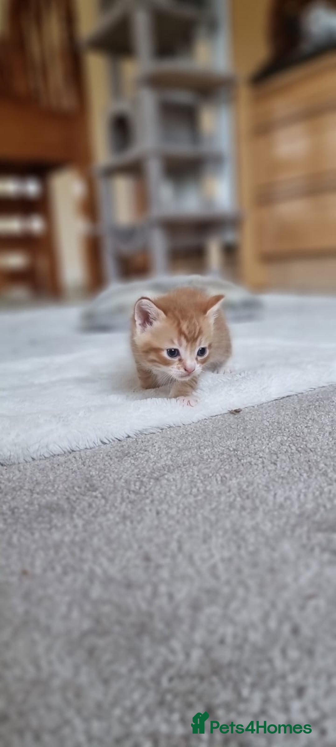 Turkish Angora cats for sale: Luxury Turkish Agora kittens for sale - Advert 4