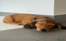 Miniature Dachshund dogs for sale: ⭐️ Miniature Long Haired Dachshund Pups ⭐  - Image 21
