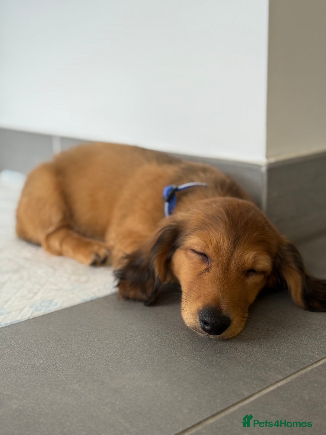 Miniature Dachshund dogs for sale: ⭐️ Miniature Long Haired Dachshund Pups ⭐  - Image 21