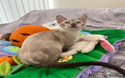 Bengal cats for sale: OUTSTANDING TICA reg BENGAL KITTENS - Image 34