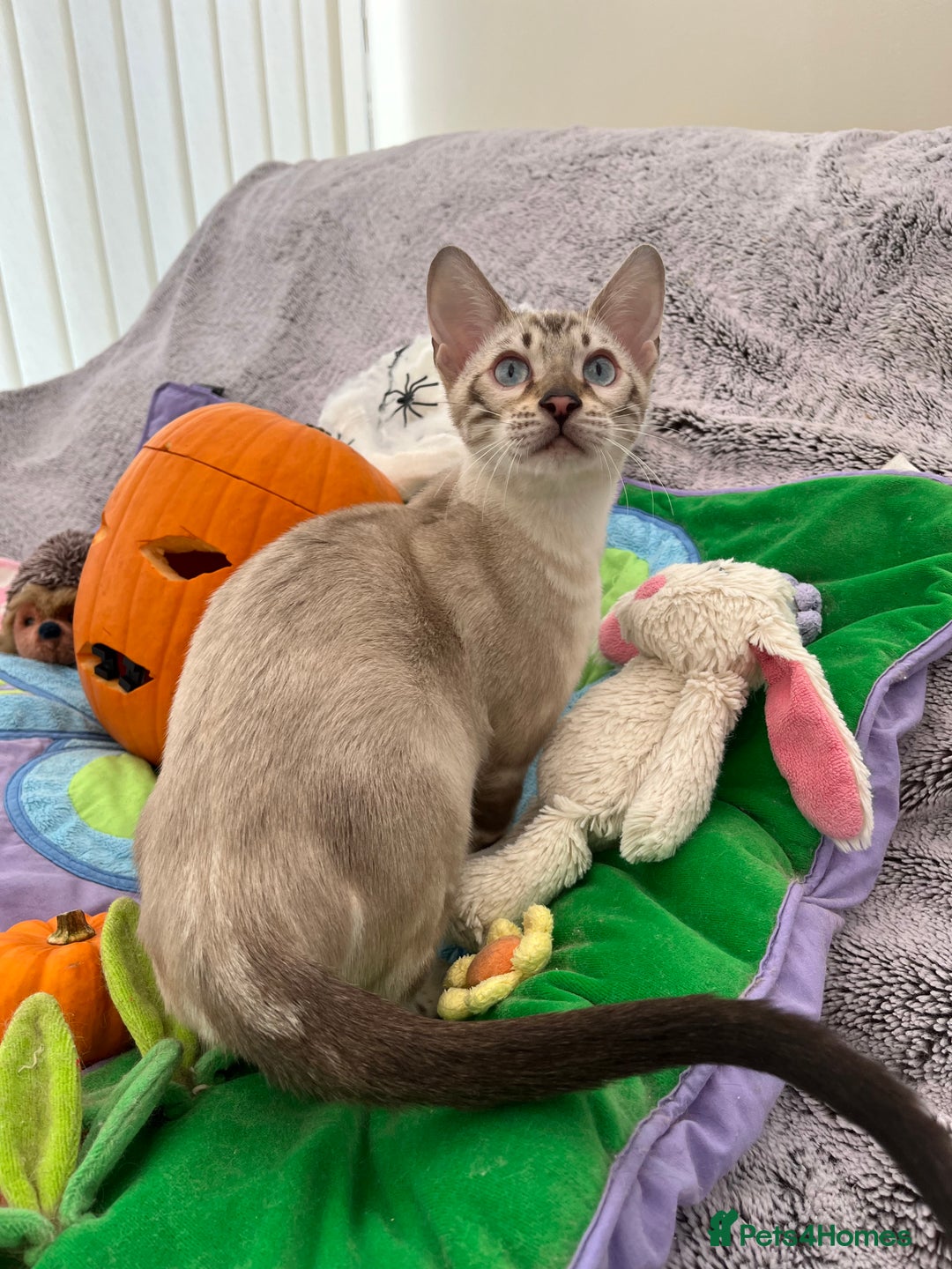 Bengal cats for sale: OUTSTANDING TICA reg BENGAL KITTENS - Image 34