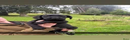 Labrador Retriever dogs for sale: Labrador Puppies - Advert 4
