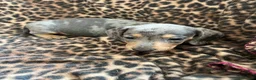 Miniature Dachshund dogs for sale: Miniature dachaunds READY NOW - Advert 9