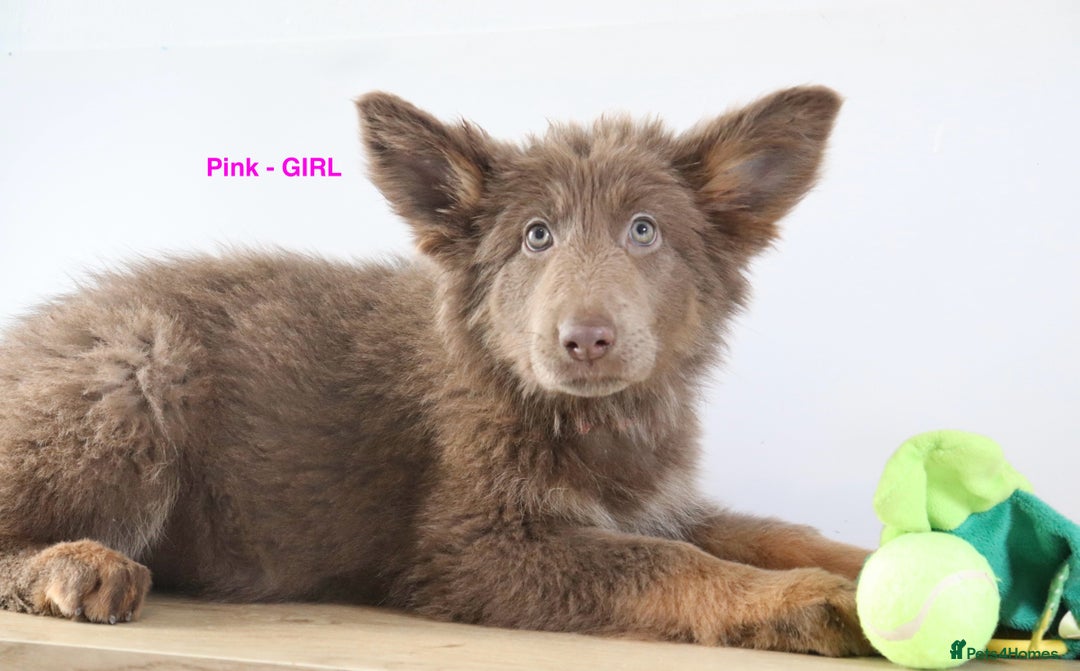 German Shepherd dogs for sale: German Shepherd puppies - Image 4